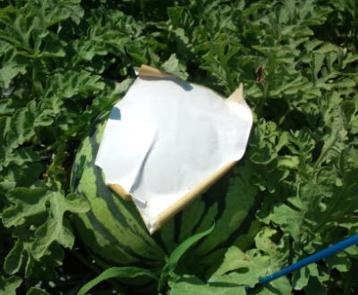 すいかに白いクラフトテープを貼ったもの