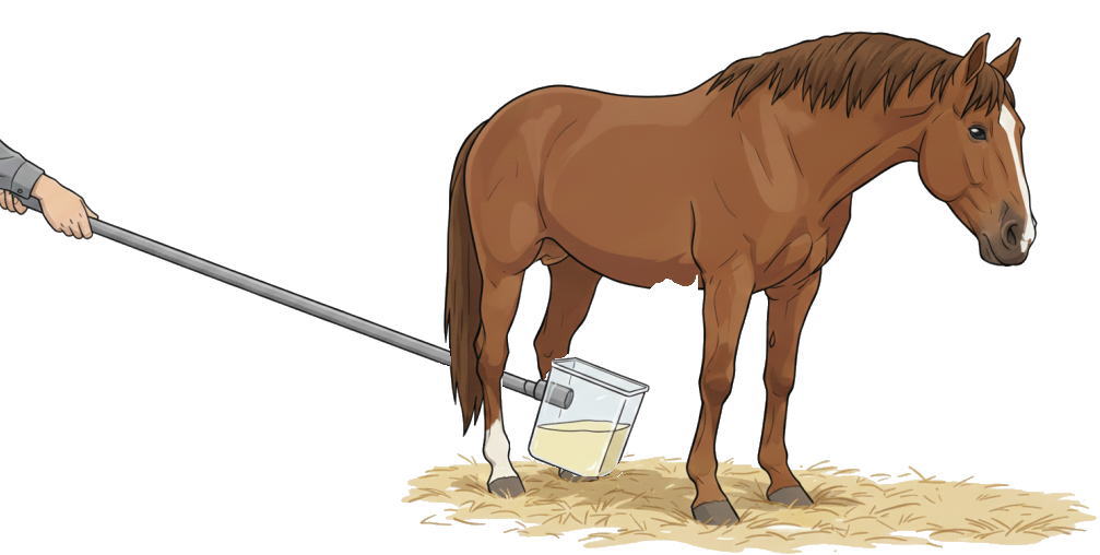 おしっこを採る様子