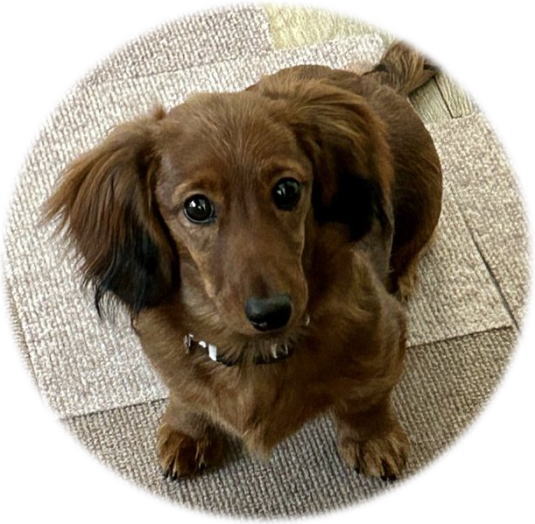 建さんのうちのモモちゃん