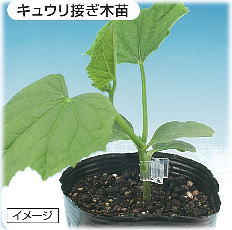 ウリ科ホルダーMの設置画像