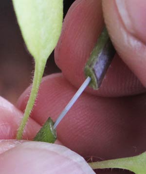 ツギピン使用例2