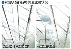 ハウス内で水たまりができるのを防ぎます。