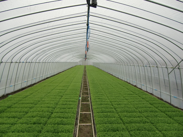 スカイ8紫外線カット防霧のハウス内