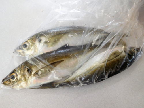 魚が入った画像